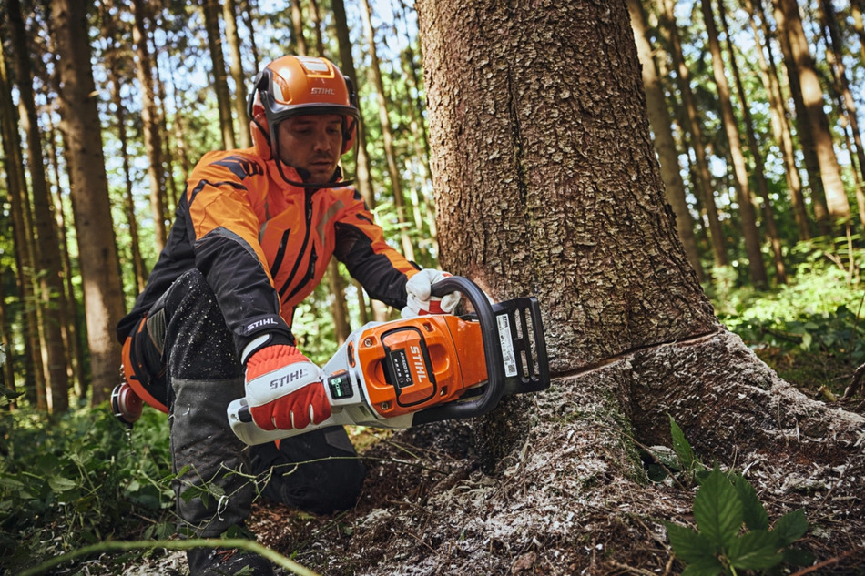 Un bûcheron abat un arbre de très gros calibre grâce à la tronçonneuse stihl msa 300